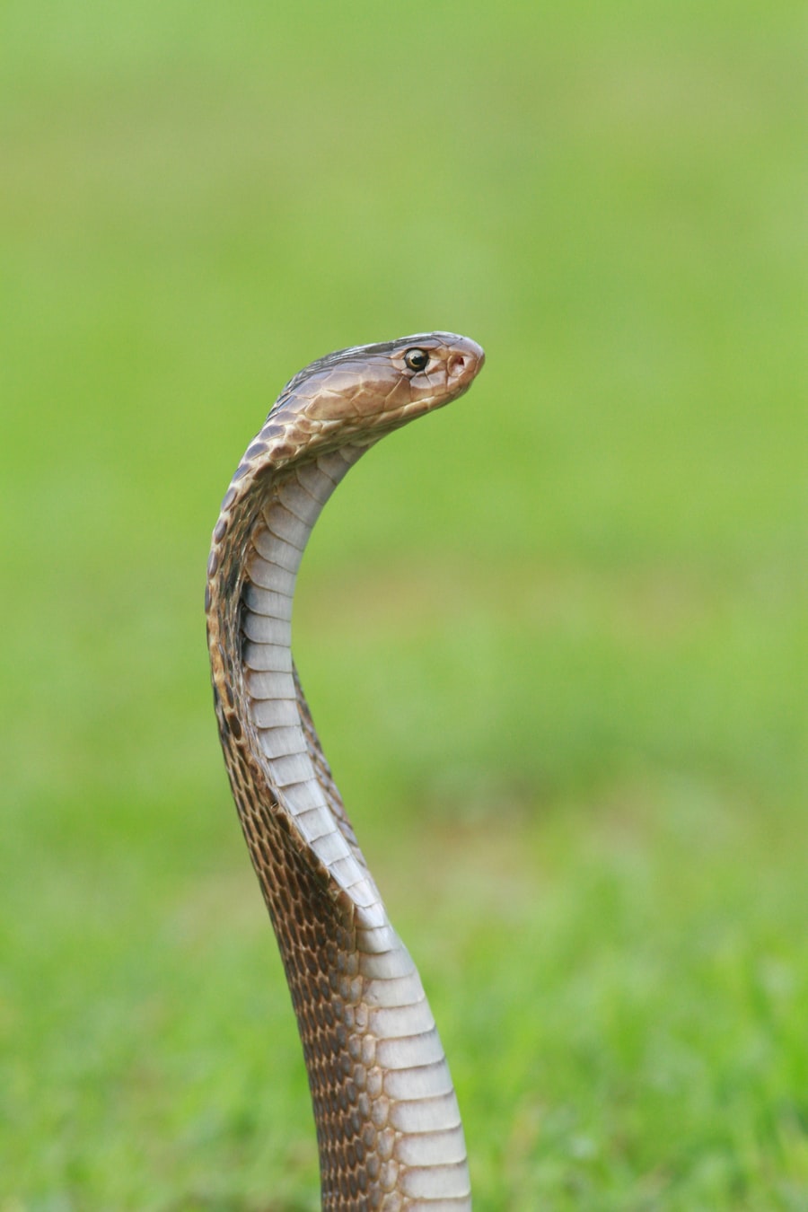 Snake Management