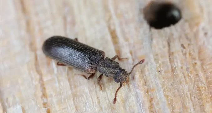 Wood Borer Control